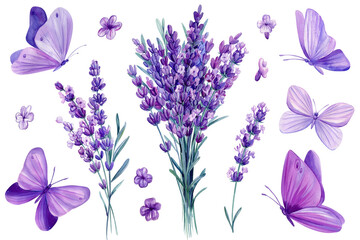 Watercolor lavender flowers and butterflies, floral design purple elements on isolated white background. Bouquet flowers © Hanna