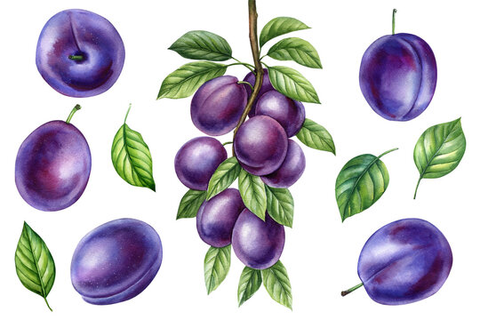 Branch plum, set purple berries on isolated white background, botanical illustration hand drawn watercolor, ripe fruit