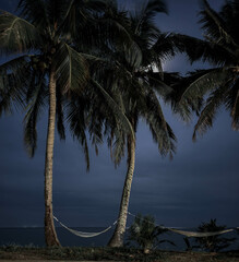 Night image of the moon and coconut trees by the beach