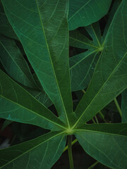 close up of green leaves