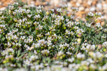 Close up of scurvygrass (cochlearia officinalis) flowers in bloom