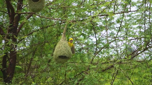 Baya Weaver or Ploceus philippinus building nests on a Babool tree in India