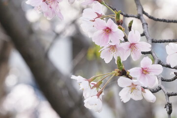 桜