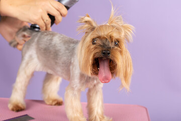 Yorkshire terrier at a dog grooming salon. Groomer grooming a Yorkshire terrier