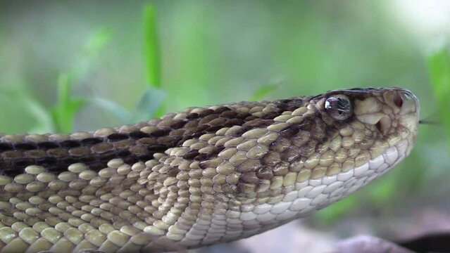 South American rattlesnake, Cascabel tropical, Crotalus durissus closed up head on and moves by crawling on the ground  tongue, thermoreceptors, skin scales way of moving. La Mancha, Veracruz, M&eacute;xico.