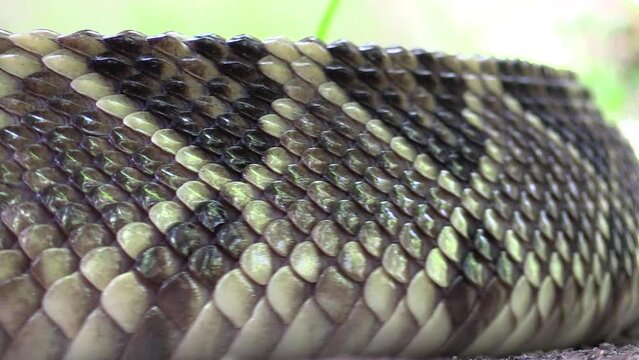 South American rattlesnake, Cascabel tropical, Crotalus durissus, closed up skin details, scales and perfect crawling movement. La Mancha, Veracruz, M&eacute;xico.