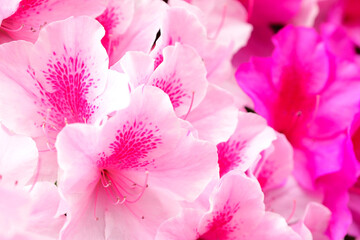 春のピンク色のツツジの花フリー無料画像 