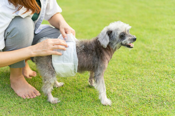 Senior Crossbreed dog wearing a diaper for urinary incontinence. Sick dogs cause problems with excretion so diapers are required for male dogs. Owner putting diapers on her pet.