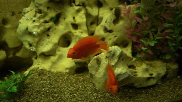 Colourfull fishes in the aquarium. Domestic fish swims. A pet. Underwater world at home. Gold fish.