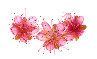 Obraz na płótnie Canvas red sakura flowers isolated