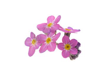 pink forget-me-not isolated