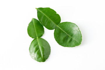 Bergamot kaffir lime leaves herb fresh ingredient isolated on white background.Green citrus thai lime ingredient for cooking