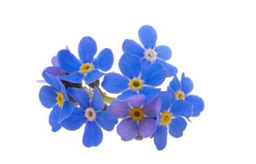 blue forget-me-not isolated