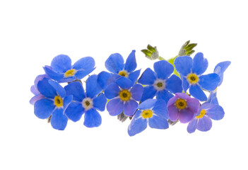 blue forget-me-not isolated