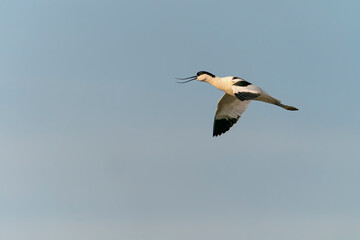 Fototapeta na wymiar Beautiful Pied avocet (Recurvirostra avosetta) in flight. Gelderland in the Netherlands. 