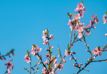 sakura flowers on a tree on a sunny day