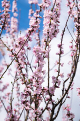 sakura flowers on a tree on a sunny day