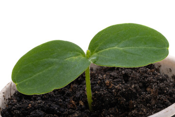 cucumber seedlings
