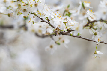 Obraz premium background of white cherry plum flowers