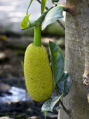 Amidst lush foliage, a green jackfruit hangs from a tree, promising a delicious meal