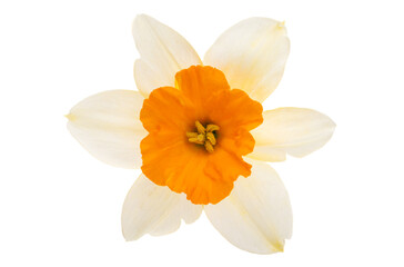 narcissus flower isolated