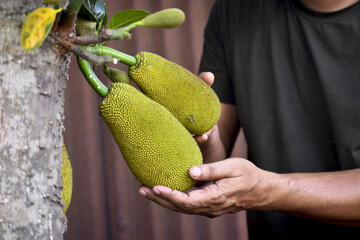 Green jackfruits hang from the tree, their large, spiky green skin still firm, awaiting ripening...