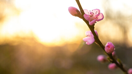Spring peach tree with pink flowers