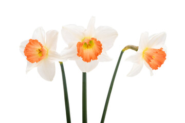 narcissus flower isolated