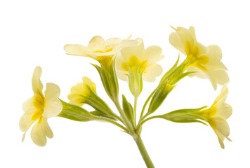 Fototapeta na wymiar primrose flower isolated