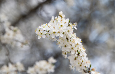 background of white cherry plum flowers