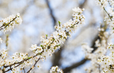 background of white cherry plum flowers