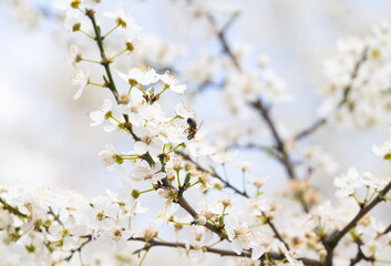 background of white cherry plum flowers