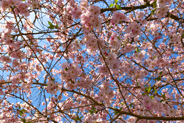 Pink cherry blossoms on a spring day