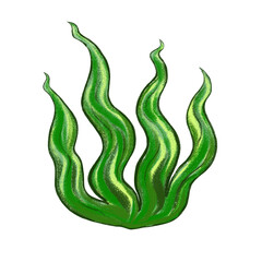 Seaweed green hand draw with charcoal style png format.