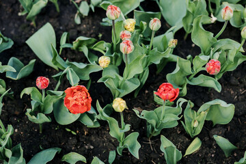 Spring flowers in the garden.