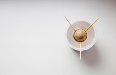 Sprouted avocado seed in plastic glass