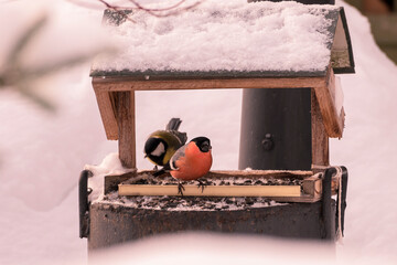 Bird feeders. Helping birds feed in winter. Songbirds sit in the feeder and eat.