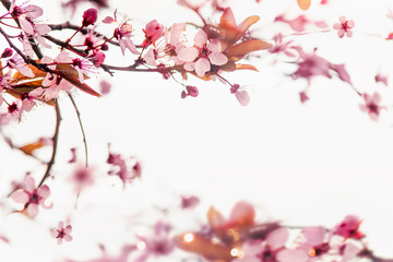 Pink cherry blossom natural frame of branches at white background with petals bokeh and sunlight. Springtime nature