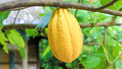 Close-up of a ripe cocoa fruit on the tree and greenery blurred background. Beautiful yellow cocoa...