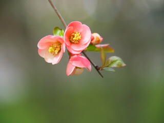 Obraz premium quince blossom coral color flowers