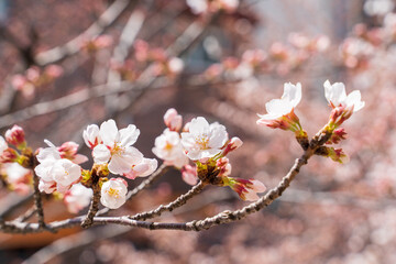 Closed up of cherry blossom in South Korea.