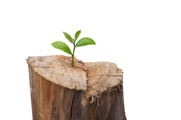 New life concept with sprouting sprout (tree). start symbol. PNG