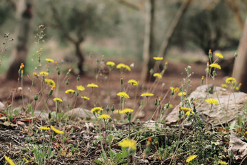 Flores amarillas, en el bosque
Se nota la primavera