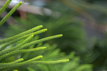 exotic green plant close-up. Phuket Island