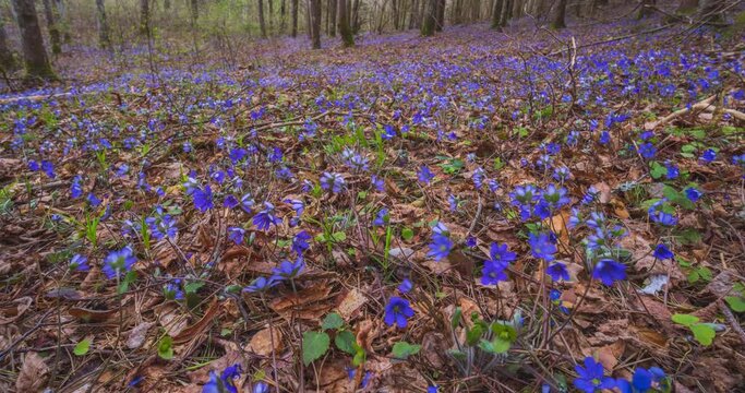 Anemone hepatica - Hepatica nobilis - Liverwort flowering in spring in the forest, dolly timelapse
