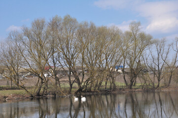 Obraz premium Swans on the river near the village