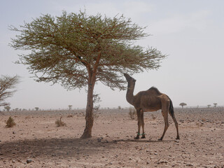 camel eating from a tree in the desert of Morocco