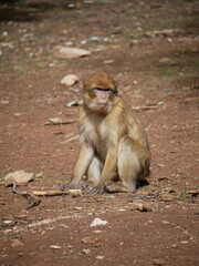 Fototapeta premium young monkey sitting free