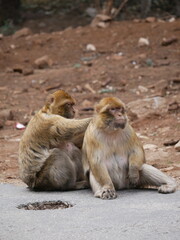 monkey couple cleaning themselve