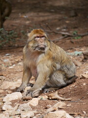 morocco salavje monkey